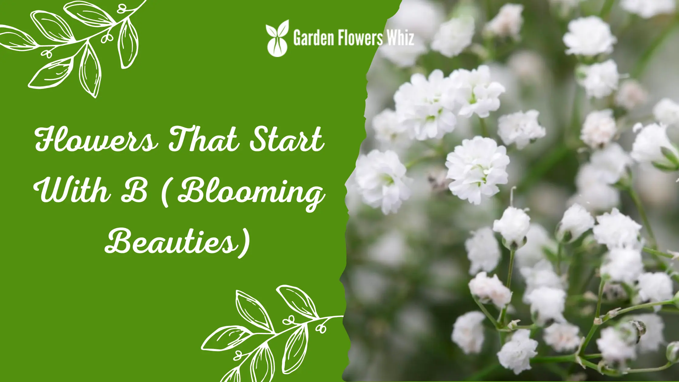 Flowers That Start With B (Blooming Beauties)