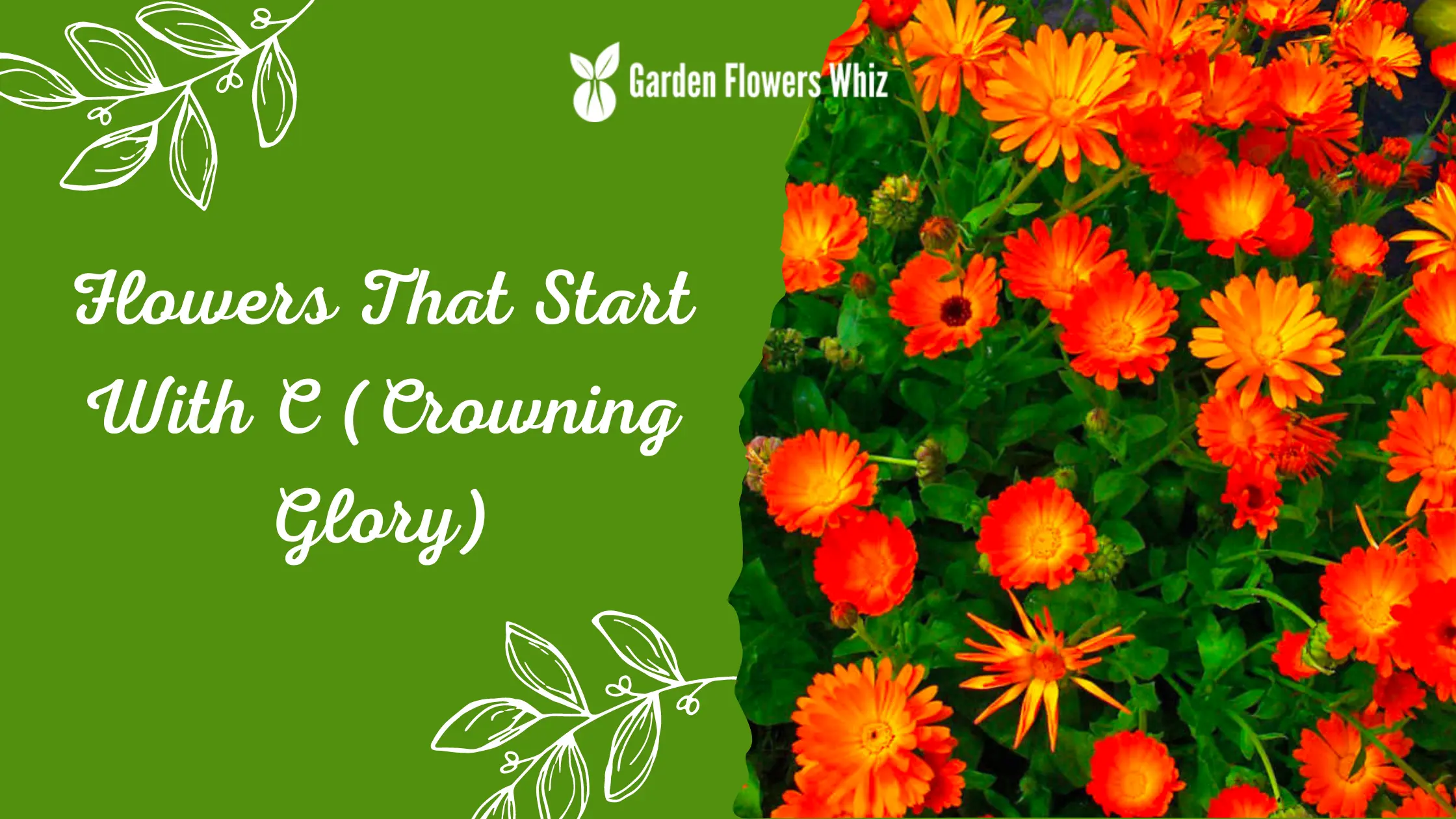 Flowers That Start With C (Crowning Glory)
