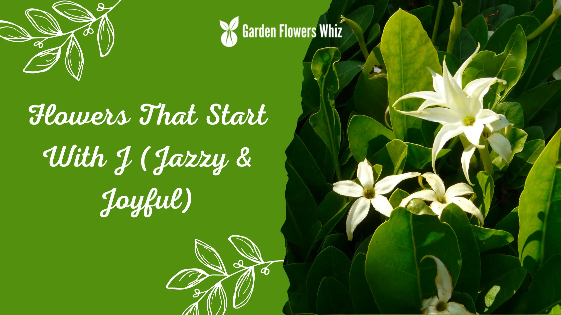 Flowers That Start With J (Jazzy & Joyful)