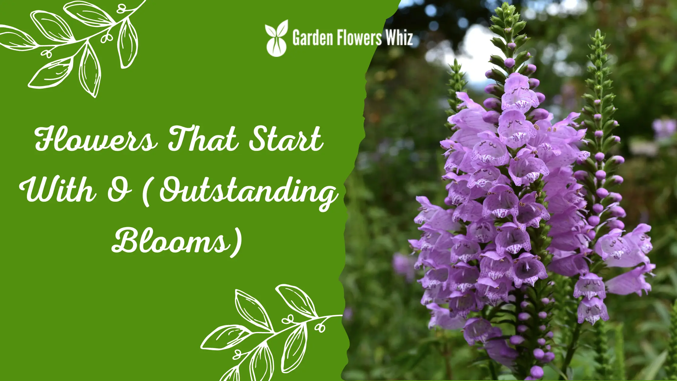 Flowers That Start With O (Outstanding Blooms)
