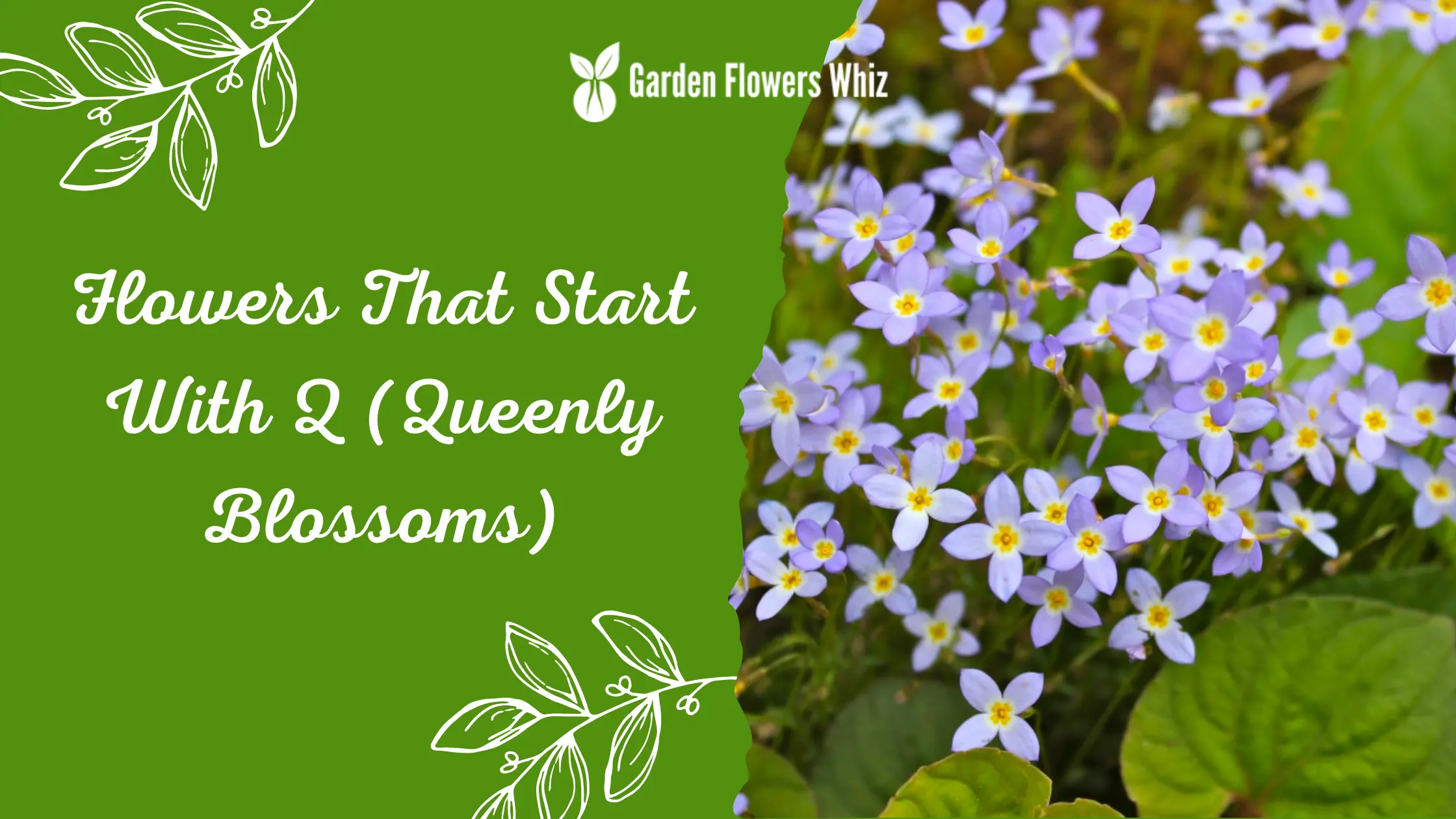 Flowers That Start With Q (Queenly Blossoms)