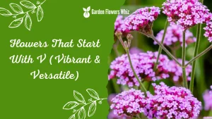 Flowers That Start With V (Vibrant & Versatile)