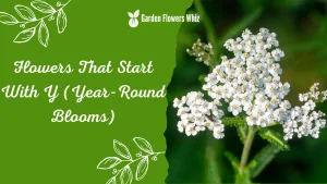 Flowers That Start With Y (Year-Round Blooms)