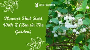 Flowers That Start With Z (Zen In The Garden)