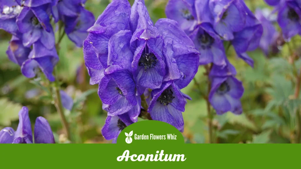 aconitum flower