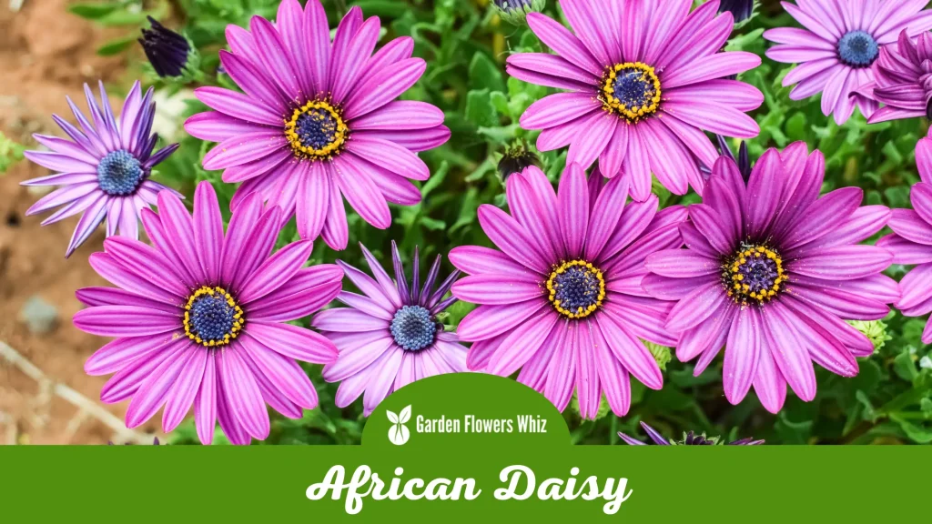 african daisy flower