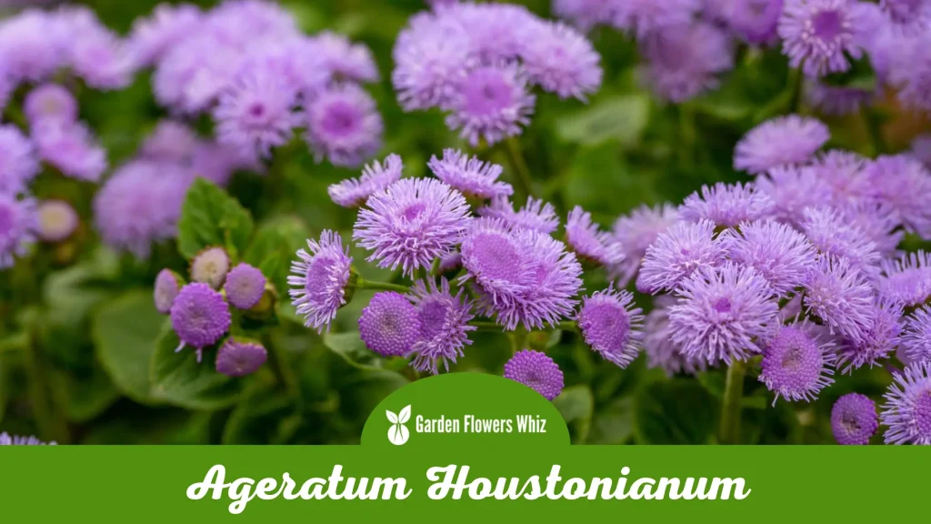 ageratum houstonianum flower