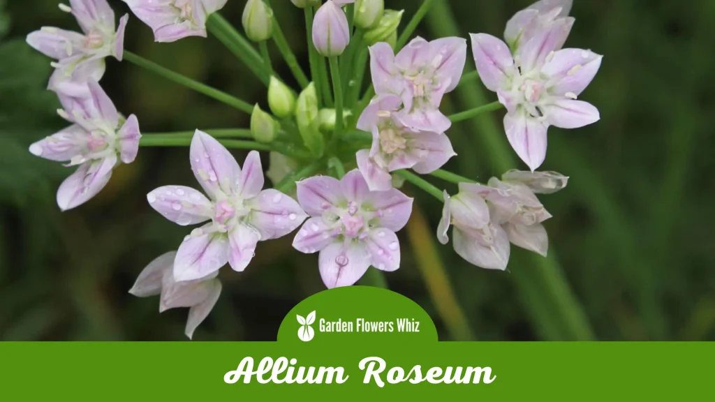 allium roseum flower