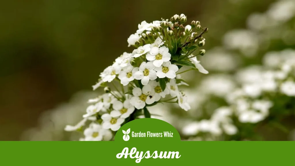 alyssum flower