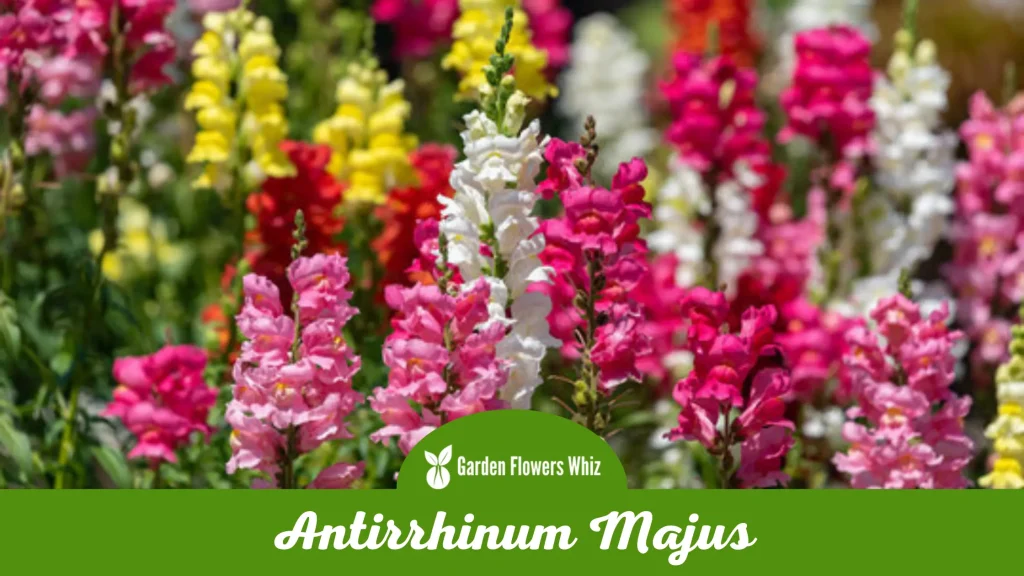 antirrhinum majus flower