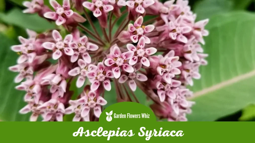 asclepias syriaca flower