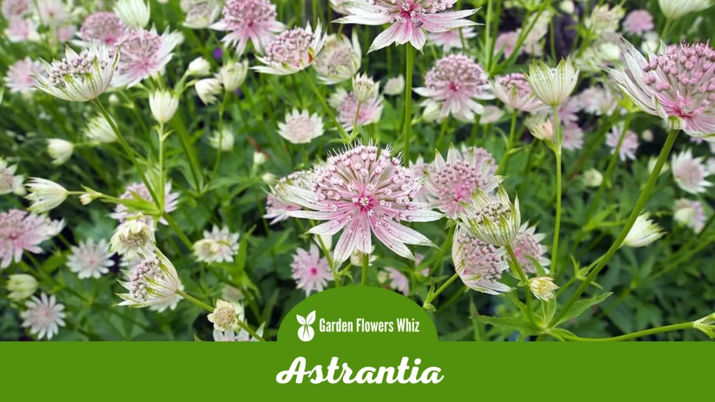 astrantia flower