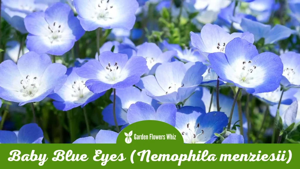 baby blue eyes (nemophila menziesii) flower