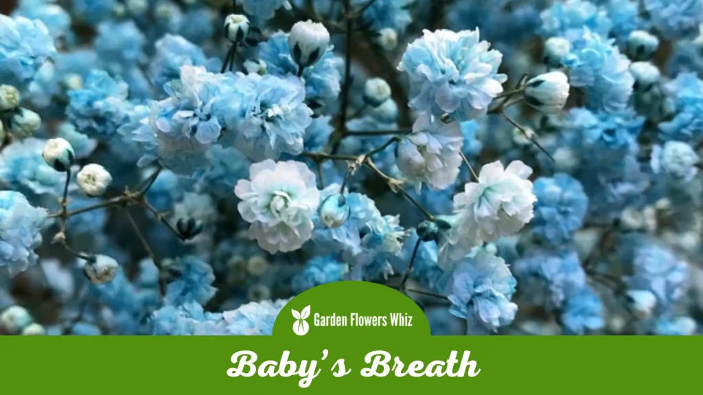 babys breath flower