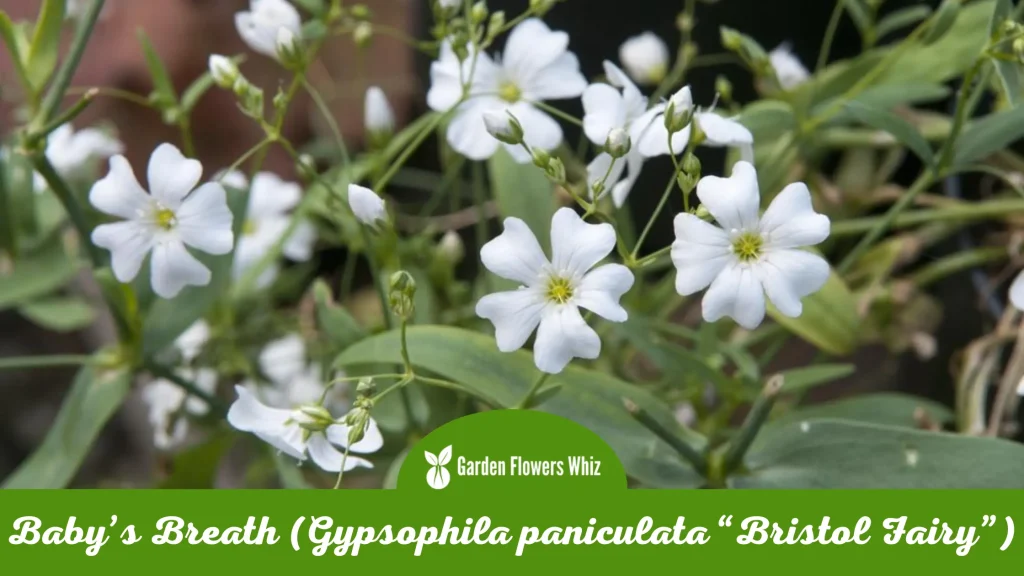babys breath (gypsophila paniculata “bristol fairy”)