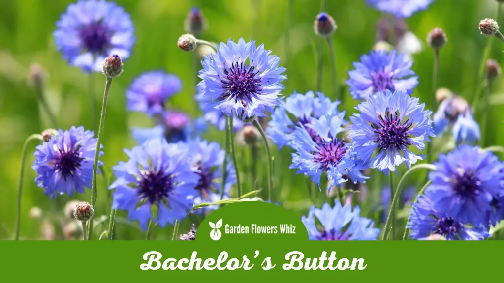 bachelors button flower