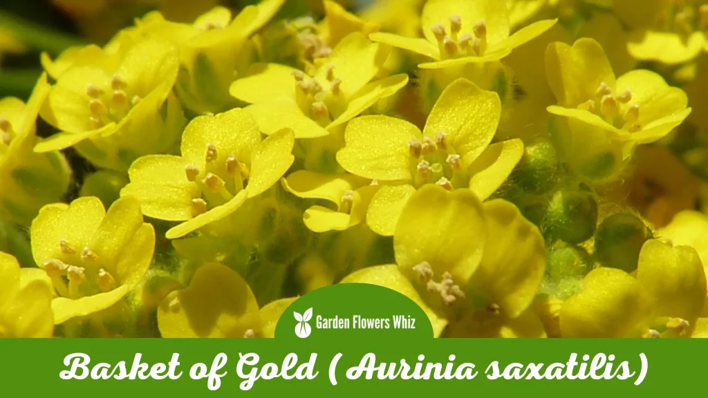basket of gold (aurinia saxatilis) flower