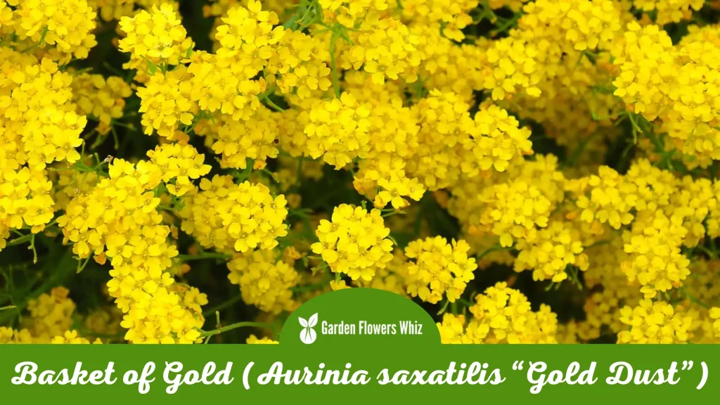 basket of gold (aurinia saxatilis gold dust) flower