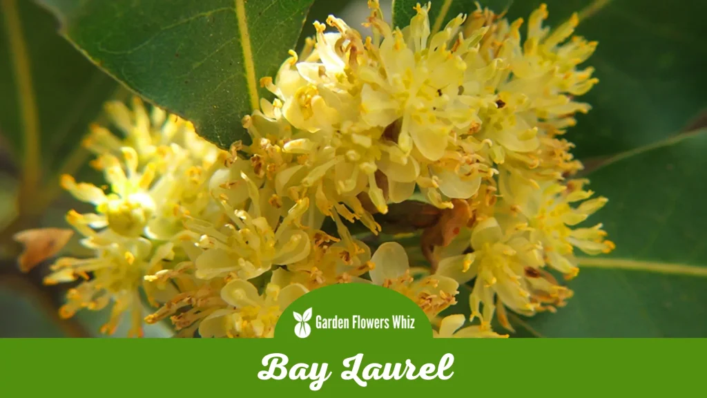 bay laurel flower