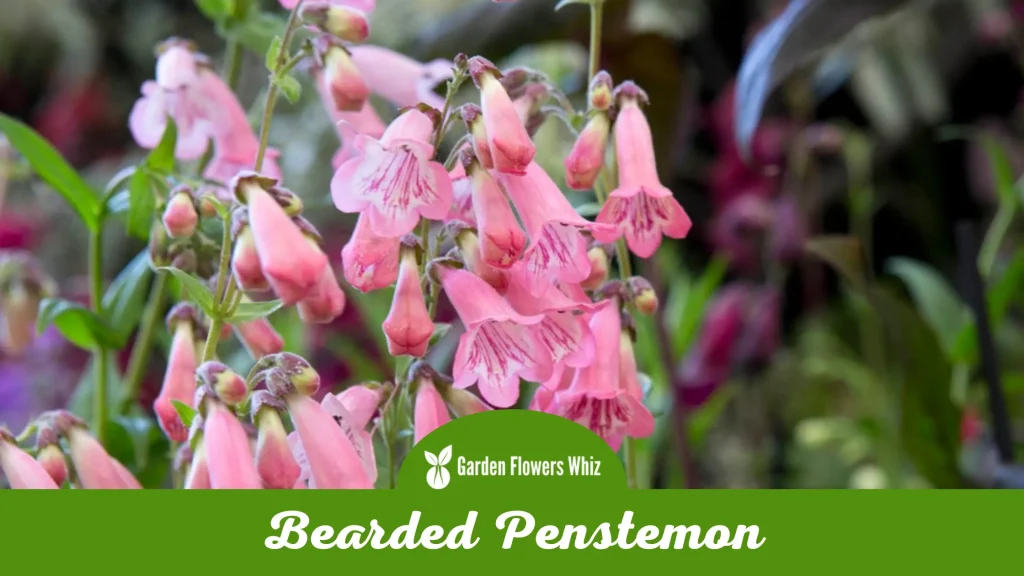 bearded penstemon flower
