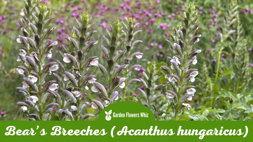 bears breeches (acanthus hungaricus) flower