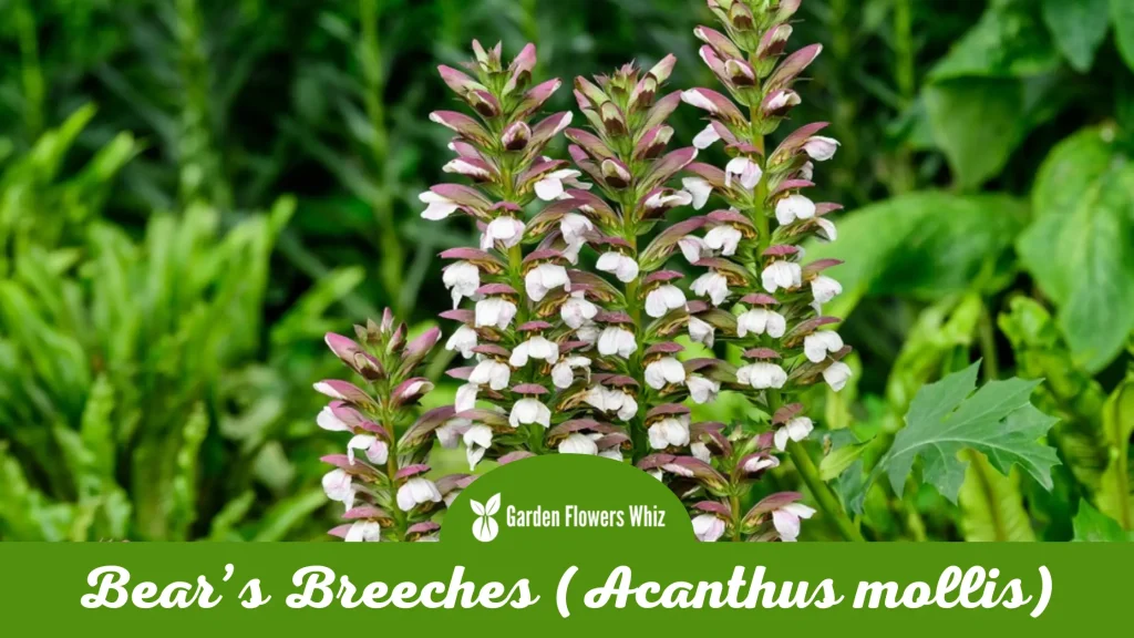 bears breeches (acanthus mollis) flower