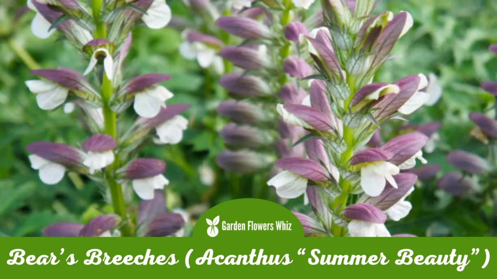 bears breeches (acanthus “summer beauty”)