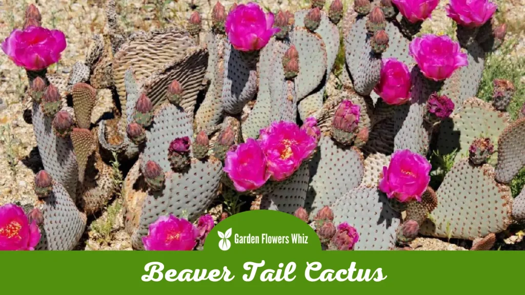 beaver tail cactus flower
