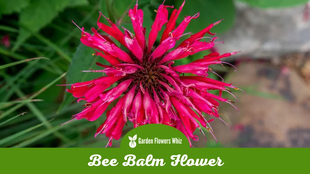 bee balm flower