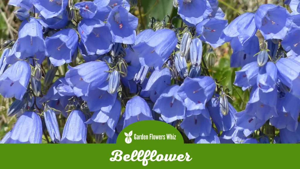bellflower flower