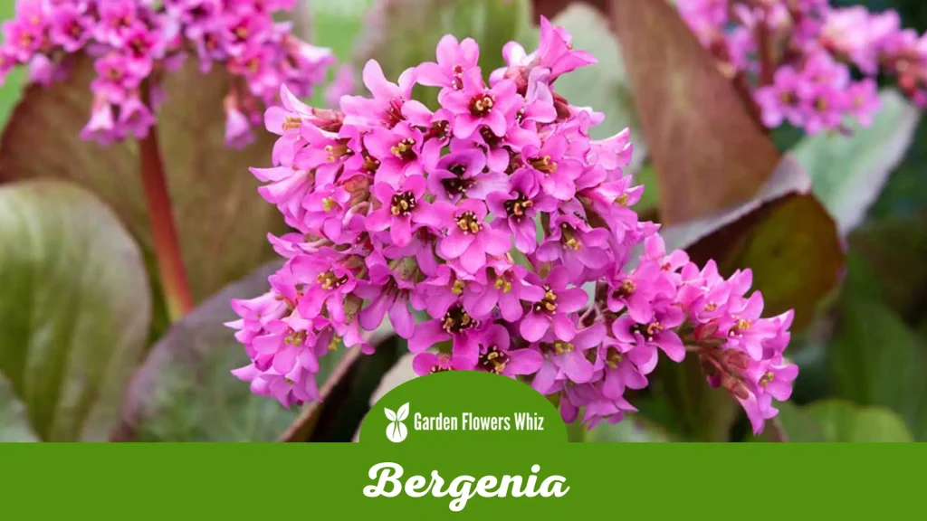 bergenia flower