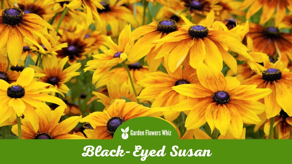 black eyed susan flower