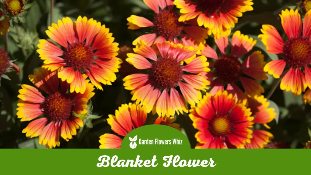 blanket flower