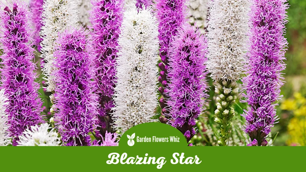 blazing star flower