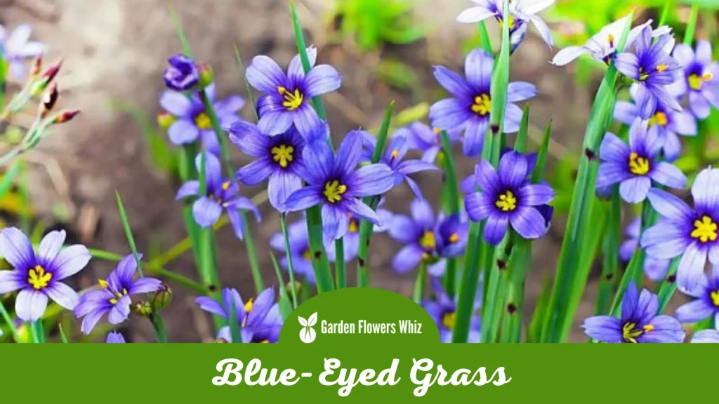 blue eyed grass flower