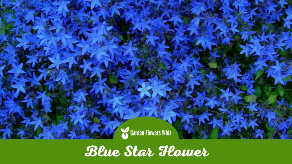 blue star flower