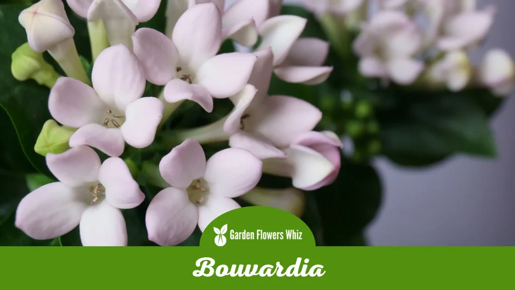 bouvardia flower