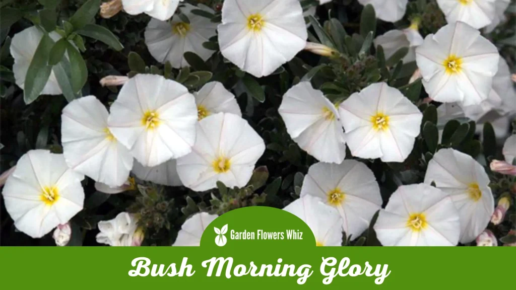 bush morning glory flower