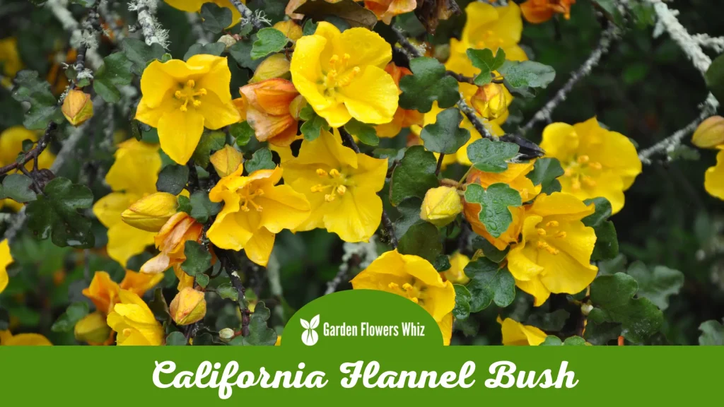 california flannel bush flower