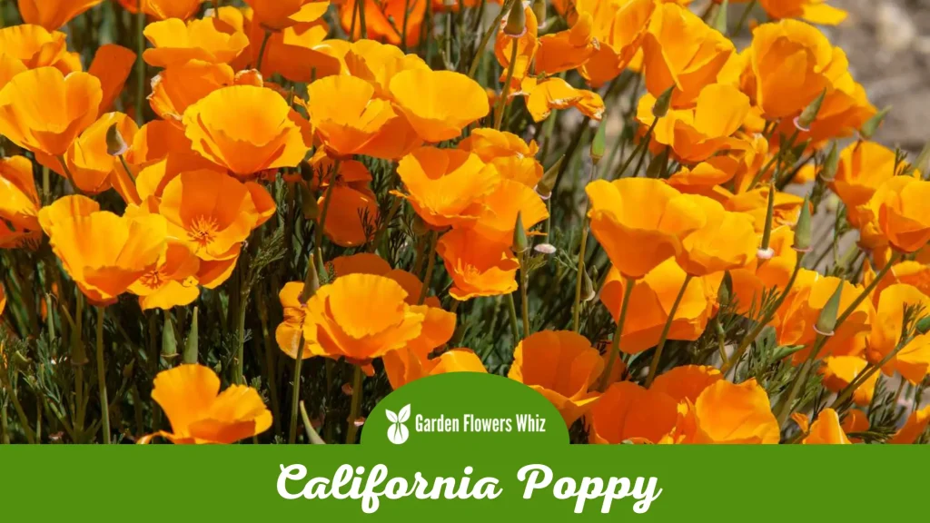 california poppy flower