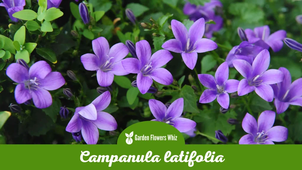 campanula latifolia flower