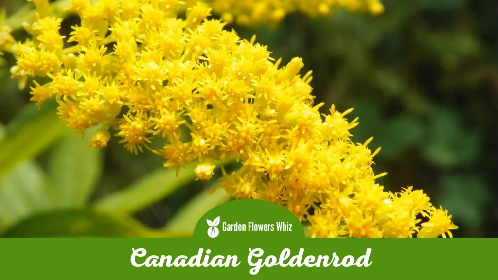 canadian goldenrod flower