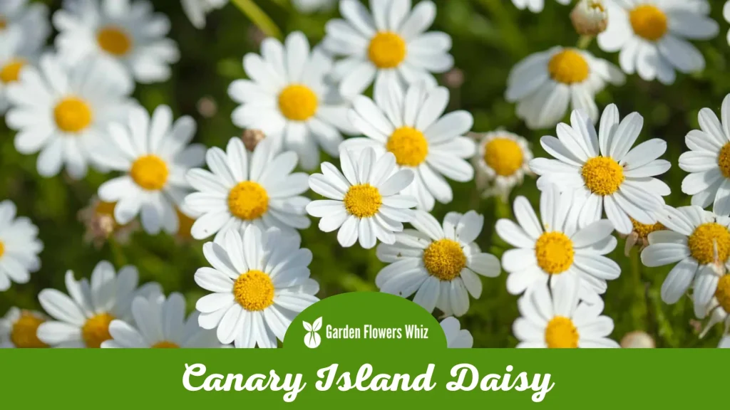 canary island daisy flower