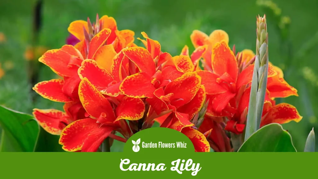 canna lily flower