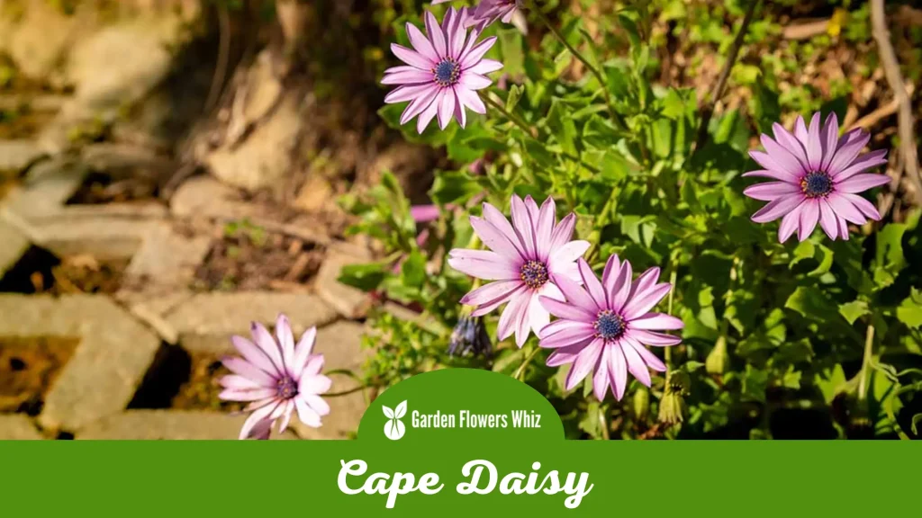 cape daisy flower