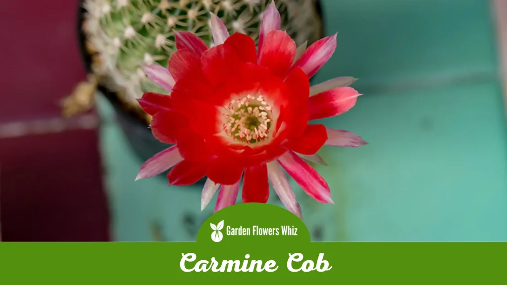 carmine cob flower