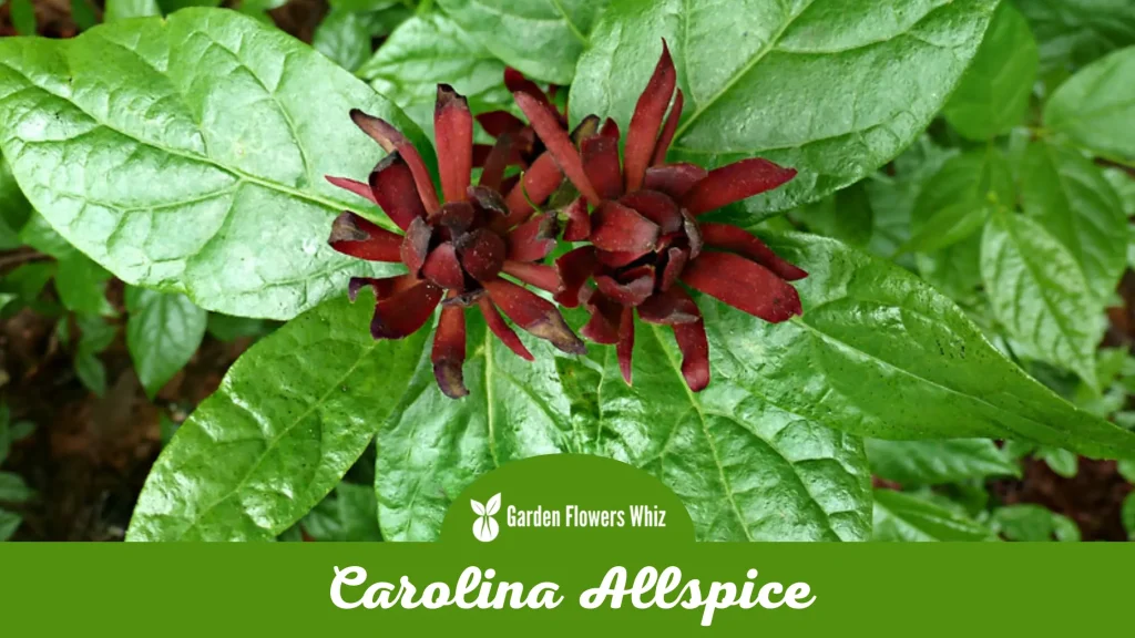 carolina allspice flower