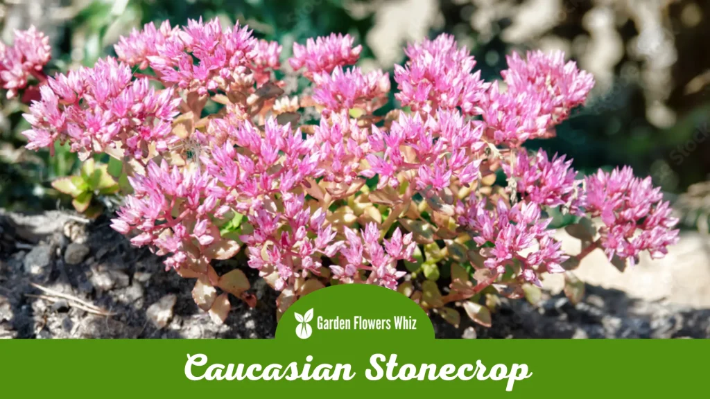 caucasian stonecrop flower
