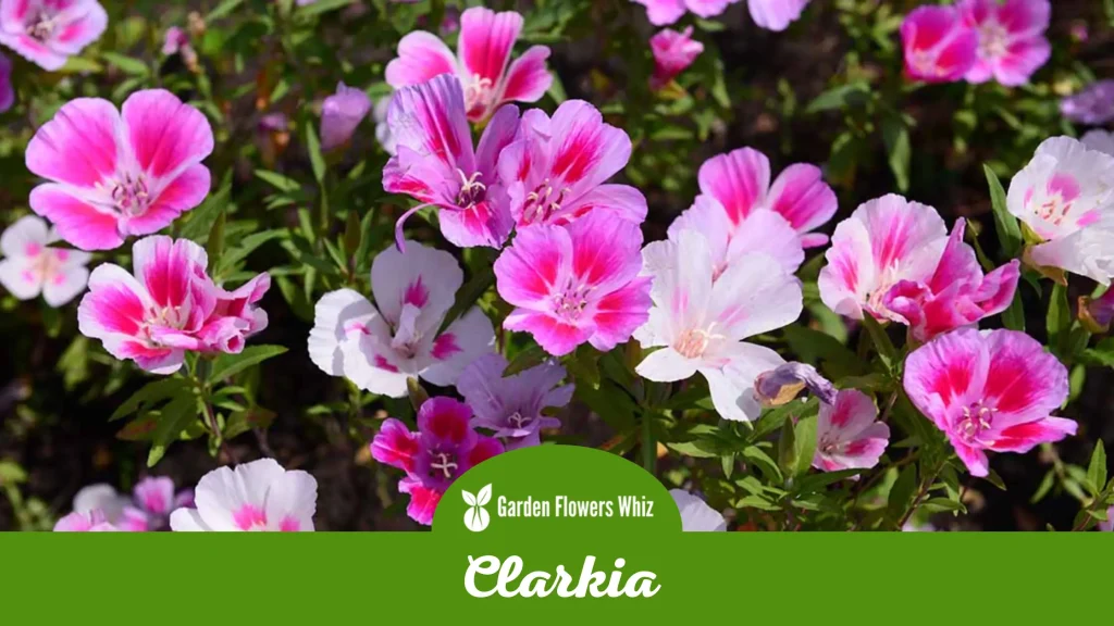 clarkia flower