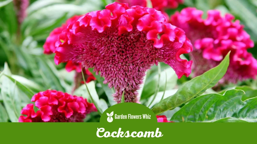 cockscomb flower